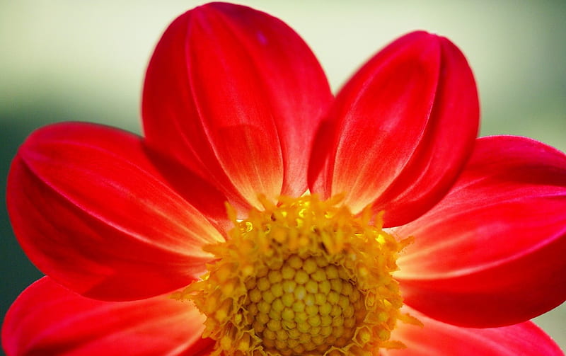 Red Daisy, red, colorful gray, yellow, beautiful graphy, nice, splendor, green, pistils, multicolor close-up, flowers, 1920x1200, amazing view, colors, wall, cool, macro, awesome, nature, petals, natural, HD wallpaper