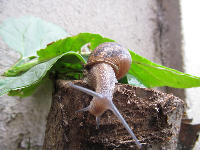 Garden Snail, Gardens, Pests, Snails, Animals, HD wallpaper