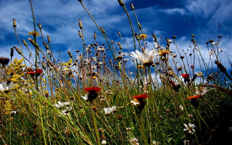 Wild Meadow Flowers, Meadon, Flowers, Wild, Storm, Clouds, HD wallpaper