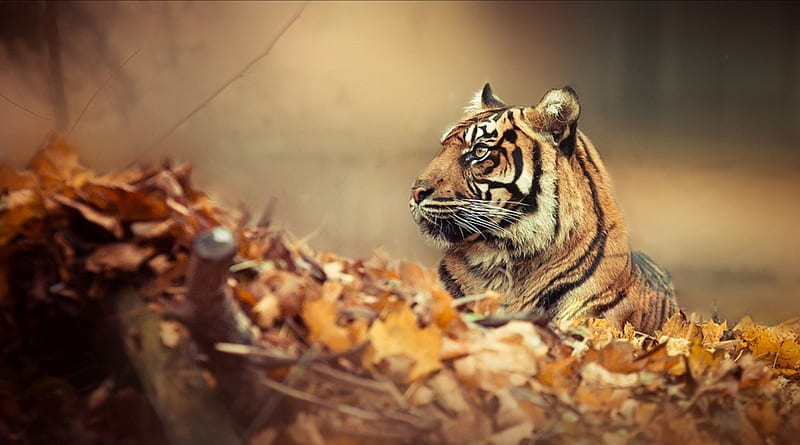 Tiger camo, Tiger, leaves, Big Cats, Autumn, HD wallpaper