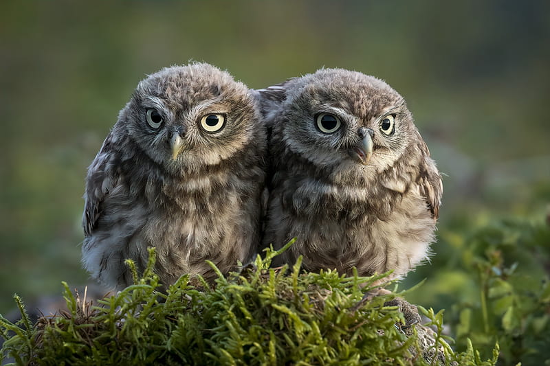 Owls, bufnita, bird, couple, owl, cute, pasari, HD wallpaper