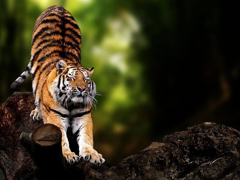 beautiful tiger, big, cats, animals, woods, HD wallpaper