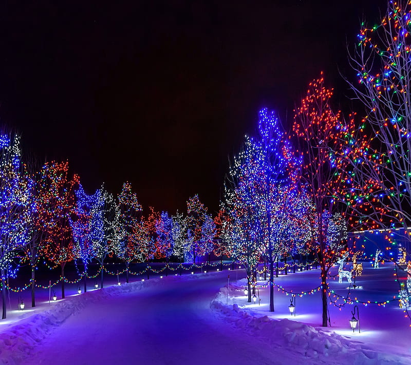 winter night, light, nature, purple, trees, HD wallpaper