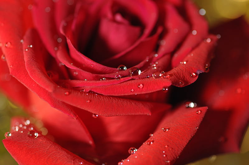 So romantic, red, lovely, romantic, rose, love, water drops, flower ...