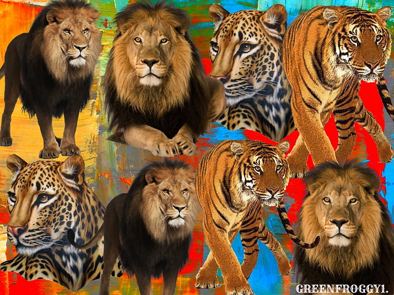 BIG CATS, COLLAGE, WILD, CATS, BIG, HD wallpaper | Peakpx