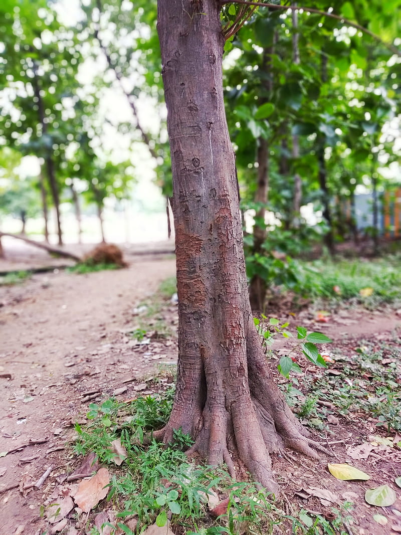 Vishalgrapy, bosque, árbol, Fondo de pantalla de teléfono HD | Peakpx