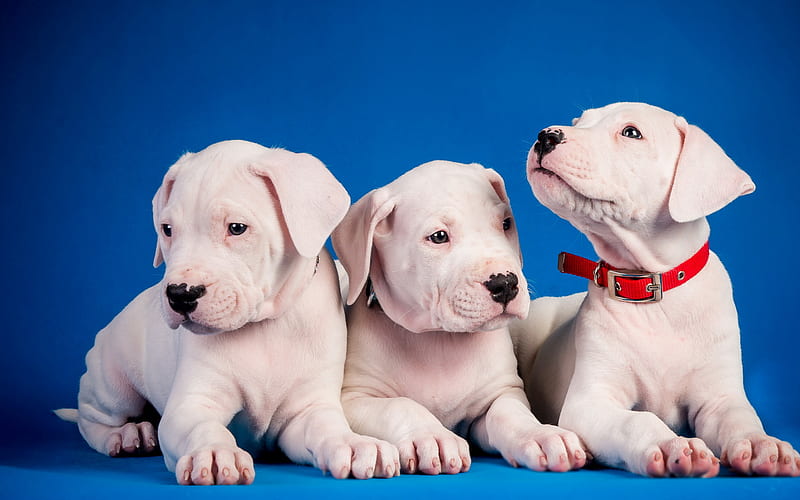American Staffordshire Terrier, Amstaff, small puppies, cute white puppies, small dogs, pets, dogs, HD wallpaper