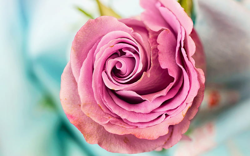 pink rose, bud, close-up, pink flowers, roses, HD wallpaper