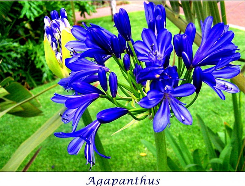 Flower Series Agapanthus flower#1, flower, pretty, series, blue, HD wallpaper