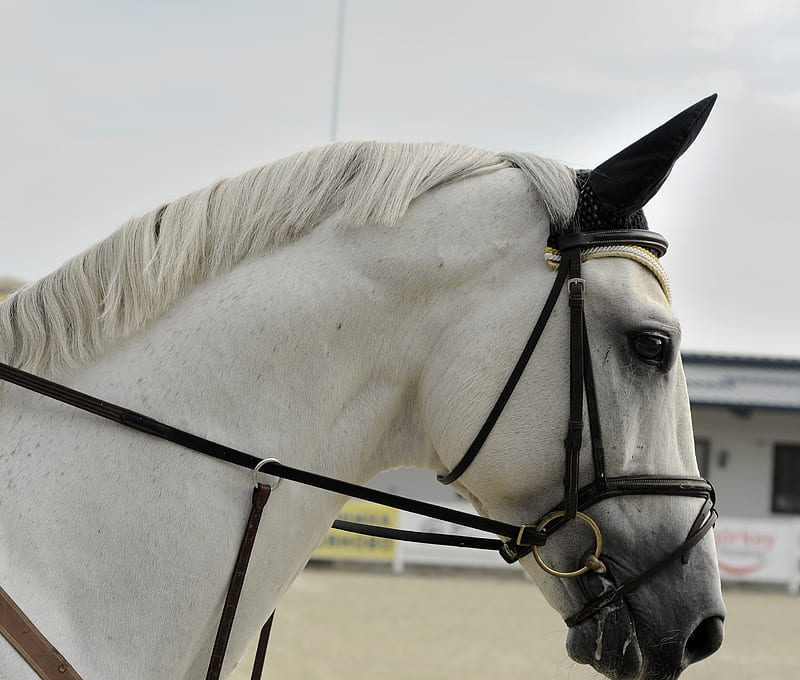 white horse wearing harness, HD wallpaper