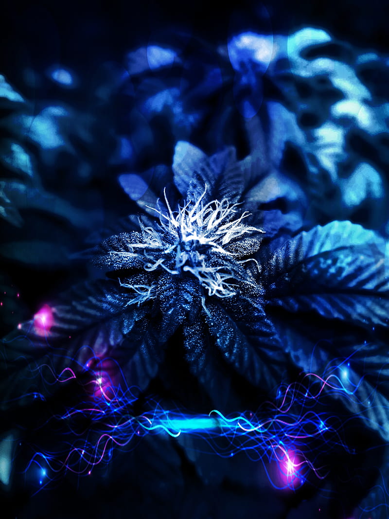 Electric Cannabis, bud, burst, cannabis, color, colors, explosion, marijuana, plants, pot, splash, HD phone wallpaper