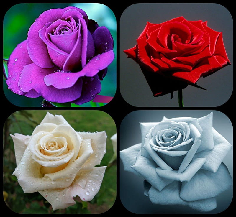 Cuatro rosas, rojas, blancas, moradas, azules, Fondo de pantalla HD | Peakpx