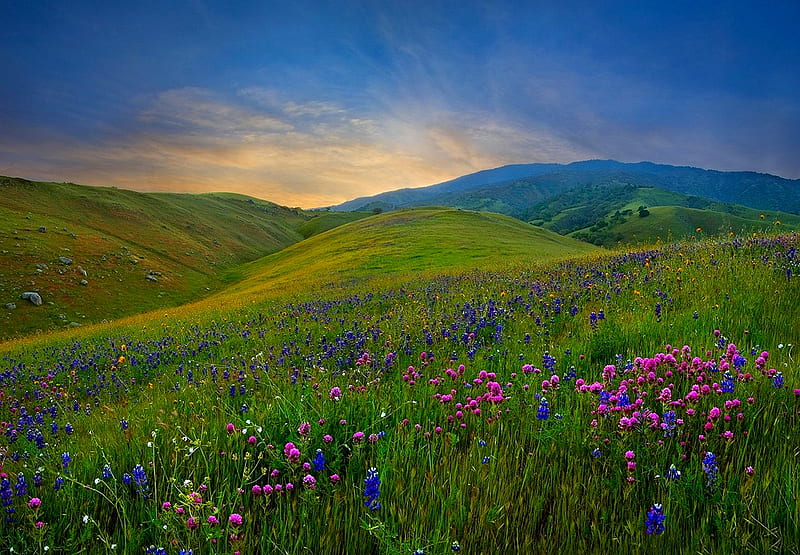 FLOWERS ON HILL, mountain, hills, flowers, spring, sunset, HD wallpaper