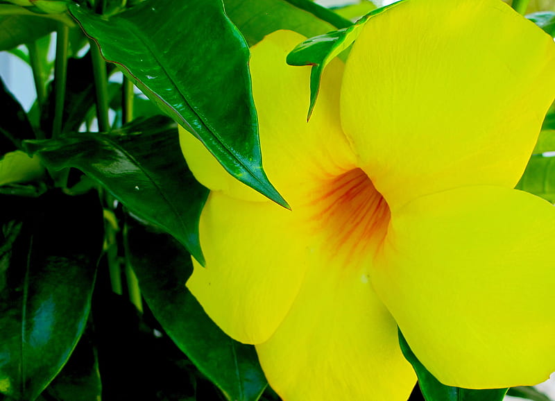 Lemon Yellow, flower, yellow, garden, shrub, HD wallpaper