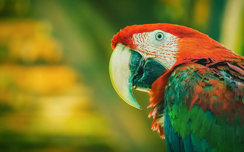 Red-and-green macaw, green-winged macaw, beautiful parrot, beautiful birds, macaw, parrots, HD wallpaper