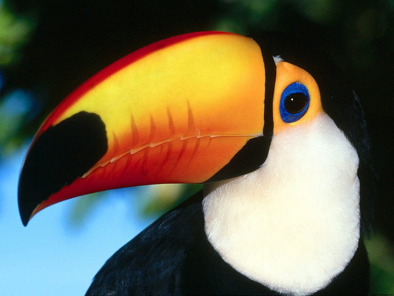 Toco Toucan, colourful, bird, beak, toucan, tropical, HD wallpaper