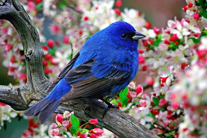 Pájaro azul en la flor, pájaros, primavera, árboles, grafía, flor, flores,  belleza, Fondo de pantalla HD | Peakpx