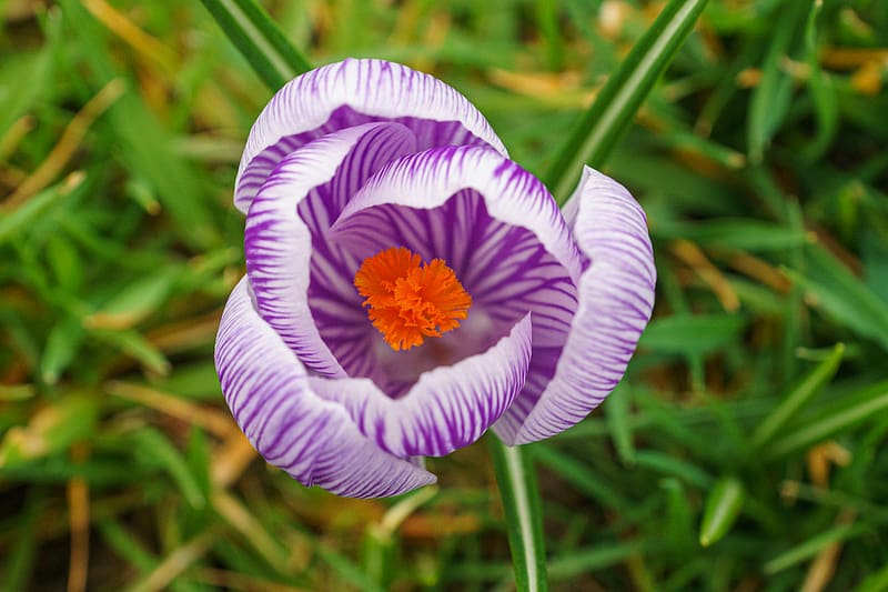 saffron, flower, petals, purple, macro, HD wallpaper