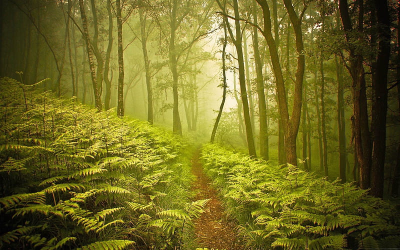 forest path-forest landscape, HD wallpaper