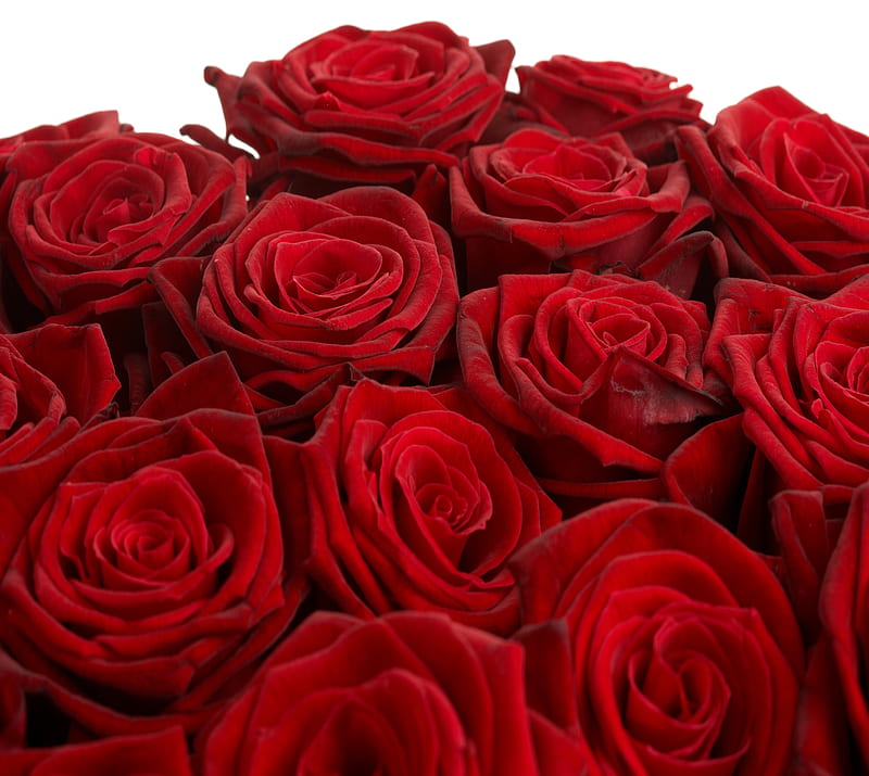 I love you, roses, HD wallpaper | Peakpx