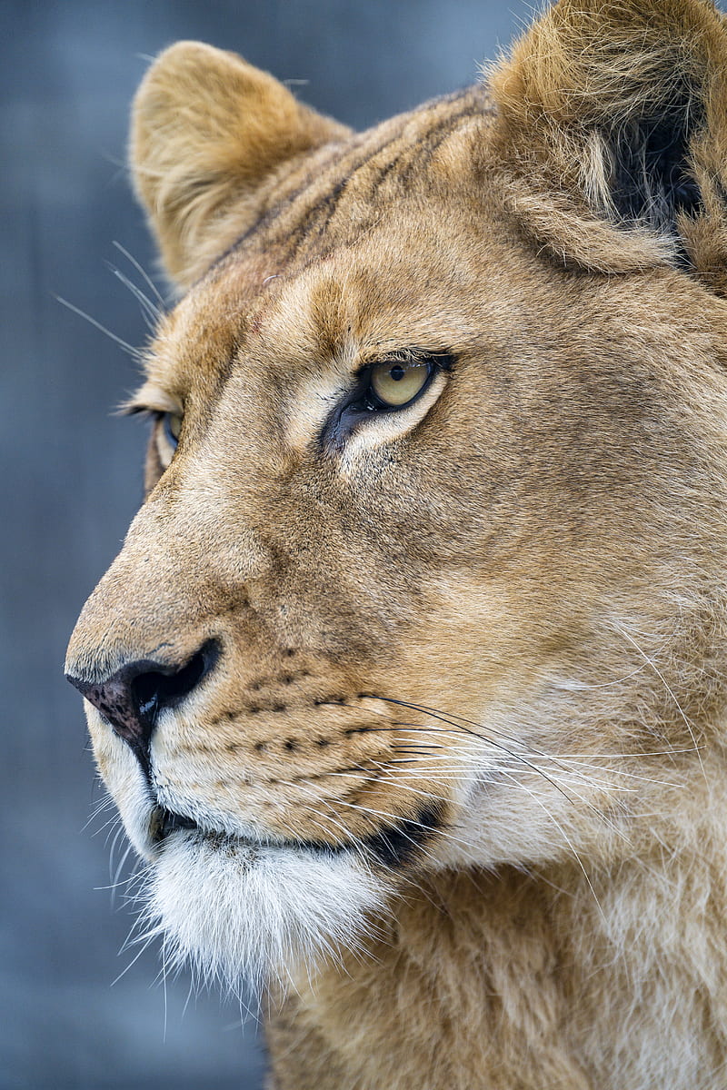 lion, predator, big cat, face, HD phone wallpaper