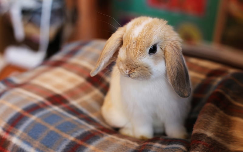 little rabbit, cute animals, pets, fluffy brown rabbit, HD wallpaper