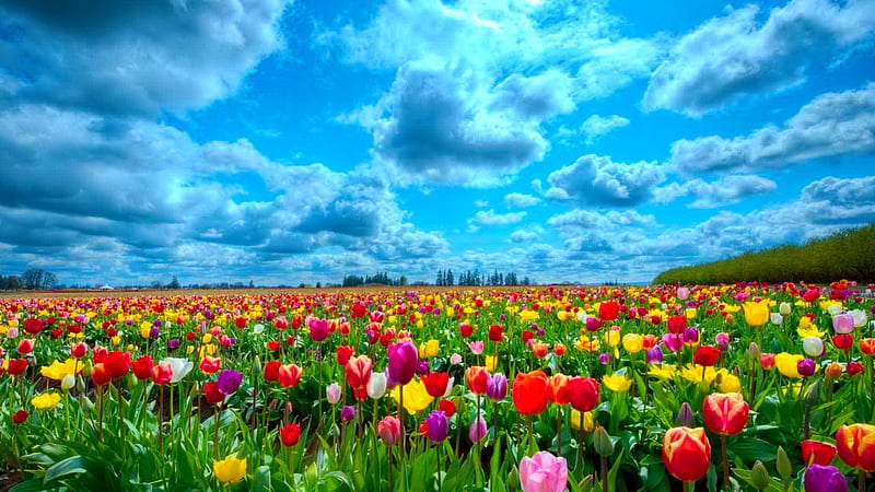 Field of tulips, pretty, colorful, grass, bonito, fragrance, clouds, nice, flowers, tulips, lovely, fresh, delight, scent, spring, sky, freshness, summer, nature, meadow, field, HD wallpaper