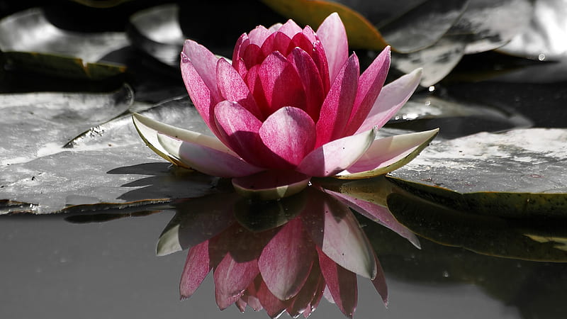Lotus Flower, flower, red, water, lotus, HD wallpaper