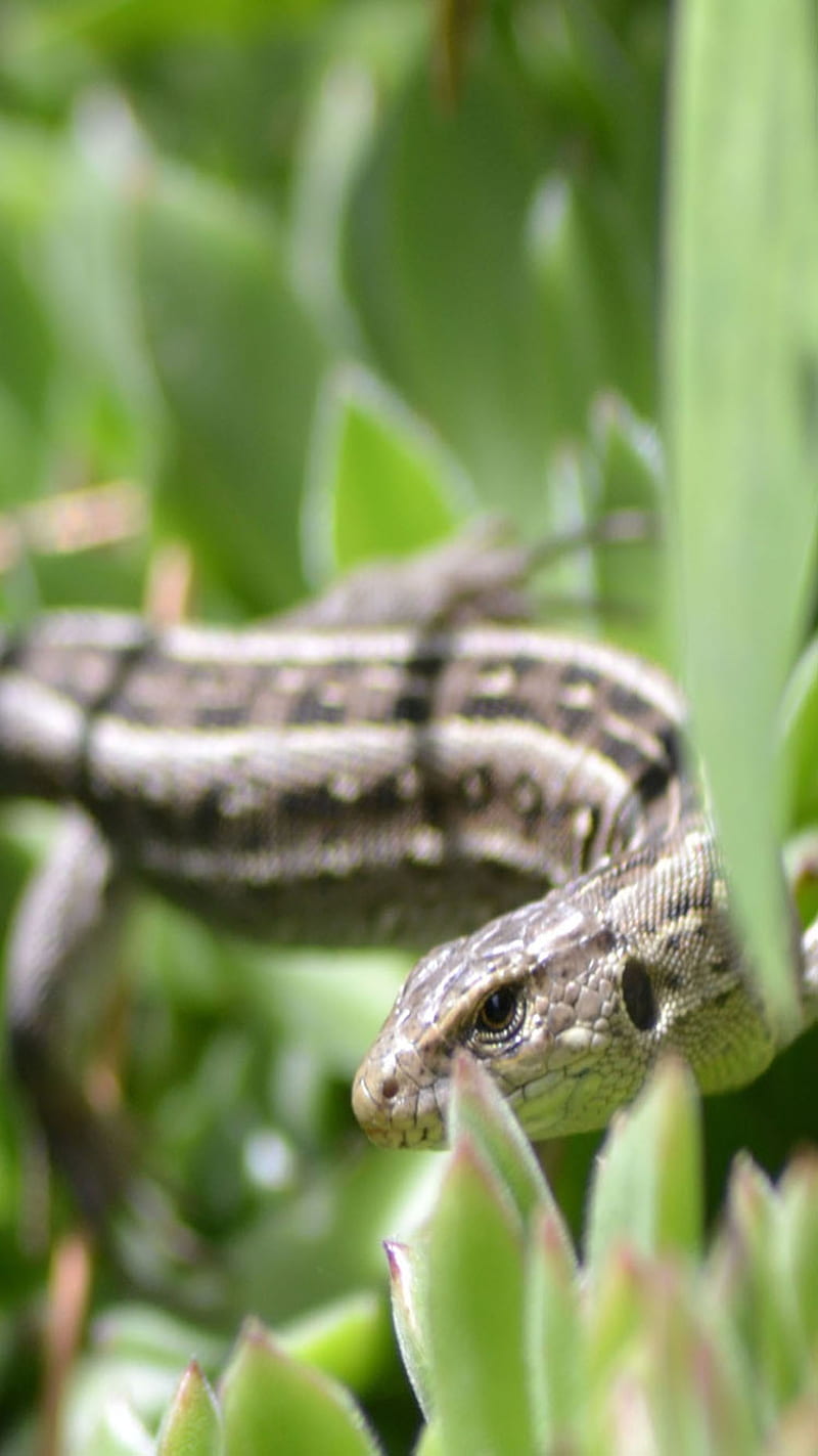 Snake, grass, HD phone wallpaper