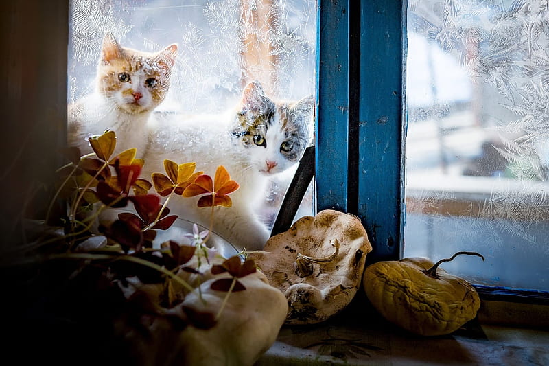 Cats Peering through Frosty Window, Cute, Frost, Cats, Windows, Animals, Winter, HD wallpaper
