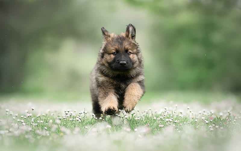 Running German Shepherd, puppy, summer, pets, cute animals, Small German Shepherd, bokeh, German Shepherd, dogs, German Shepherd Dog, HD wallpaper