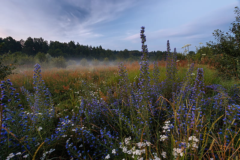 Flowers, Flower, Fog, Grass, Meadow, Morning, Nature, HD wallpaper