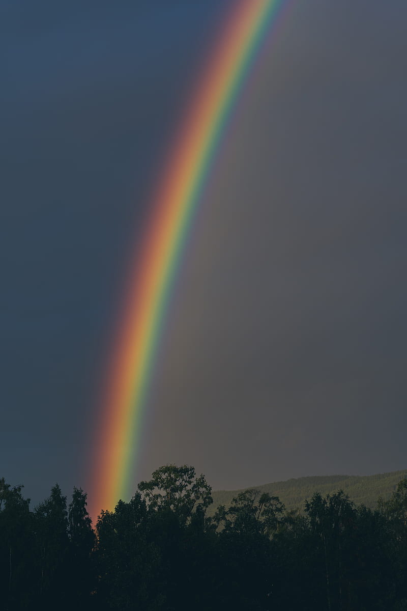 rainbow, sky, trees, nature, HD phone wallpaper