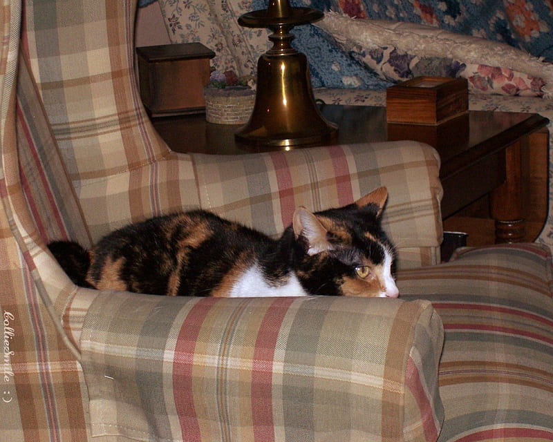 Cricket's Chair, kittycat, brown, kitty, calicos, black, cat, plaid, calico, kitty cat, chair, white, fe1ine, HD wallpaper
