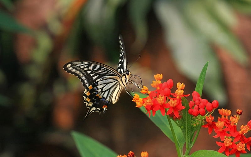 tiger swallowtail london united kingdom-the beautiful butterfly, HD wallpaper