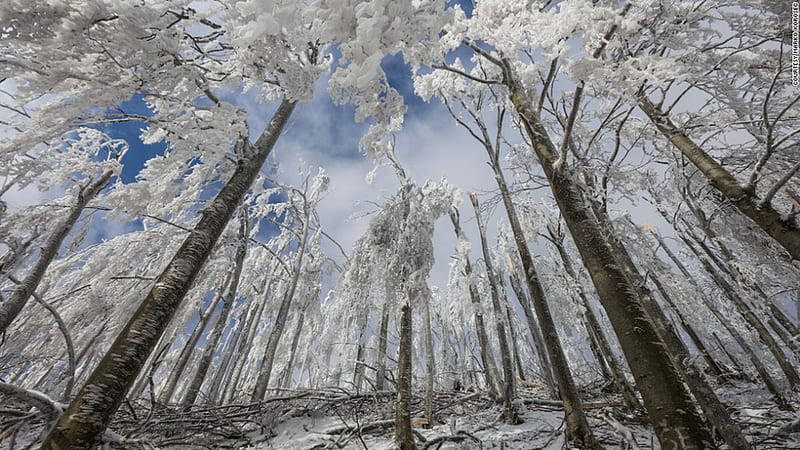 Worm's Eye View Of Snow Covered Frost Trees Branches Under Blue Sky Winter, HD wallpaper