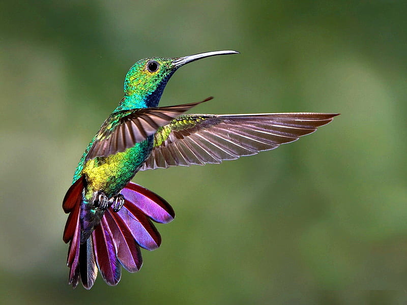 Hummingbird ze Frame, colorful, ze, hummingbird, flight, HD wallpaper