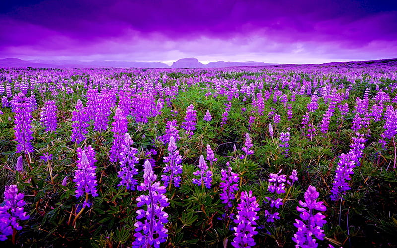 LUPIN PARADISE, Fields, Flowers, Lupin, Iceland, HD wallpaper