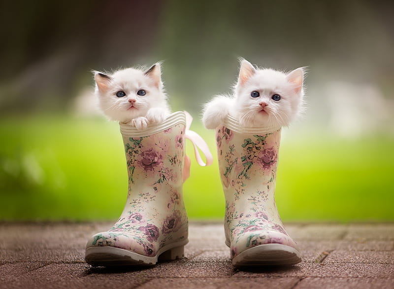 Kittens, pisici, cat, kitten, white, pink, couple, boots, animal, sweet, green, HD wallpaper