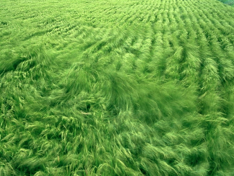 Wheat Field, Summer Wind, wheat, wind, soft, swaying, daylight, green, blowing, day, nature, field, landscape, HD wallpaper