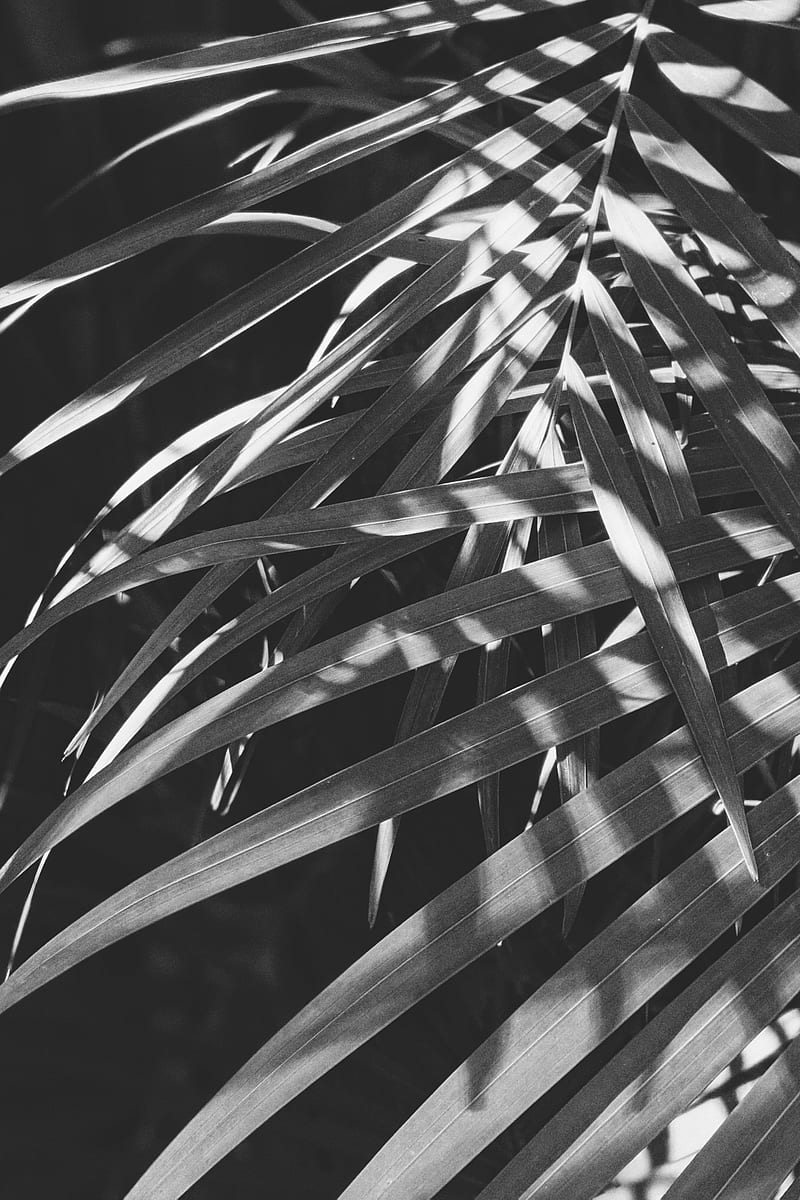 leaves, bw, branches, plant, HD phone wallpaper