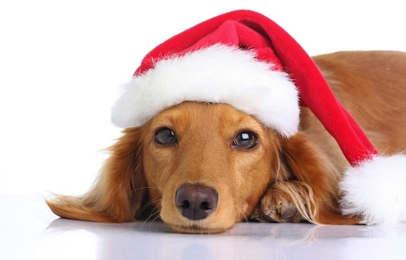 Waiting for Santa, red, craciun, christmas, caine, animal, hat, card, cute, santa, white, puppy, dog, HD wallpaper
