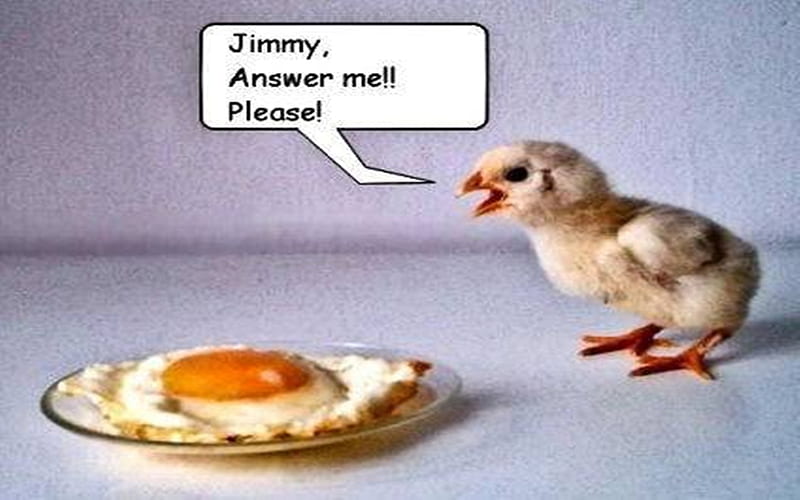 Funny egg, egg, jimmy, funny, chicken, HD wallpaper