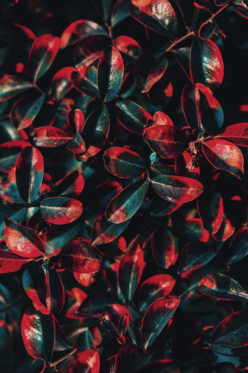 plant, leaves, red, green, bush, HD phone wallpaper