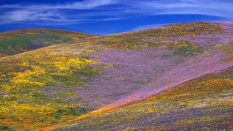 gorgeous colorful wildflowers on hillsides, hills, wild, flower, colors, sky, HD wallpaper