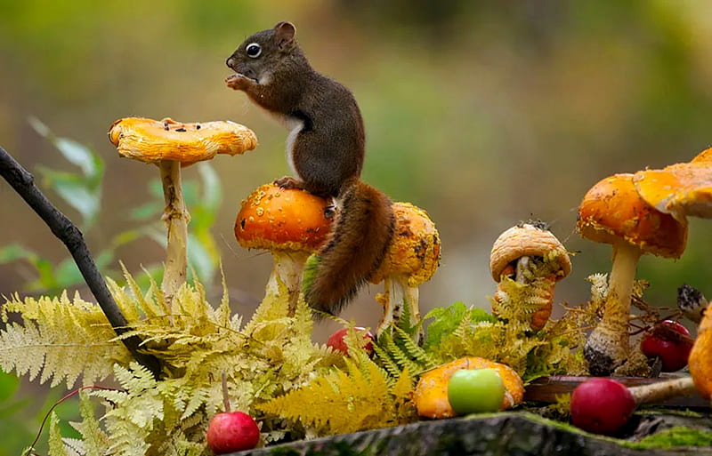 Autumn Squirrel, Cute, Squirrel, Autumn, Mushrooms, HD wallpaper