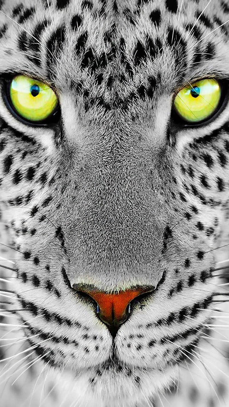 jaguar, animal, big, black, cat, white, wild, HD phone wallpaper