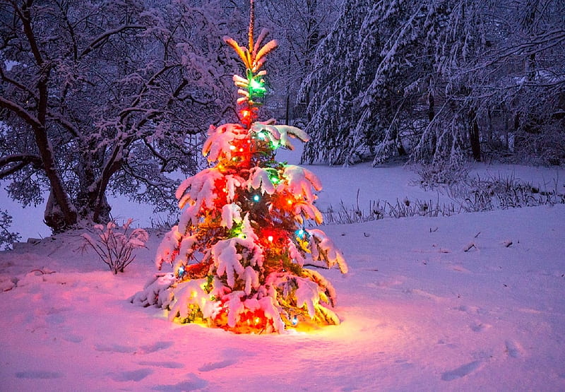 Merry Christmas & New Year, Christmas, holidays, Christmas Tree, Merry ...