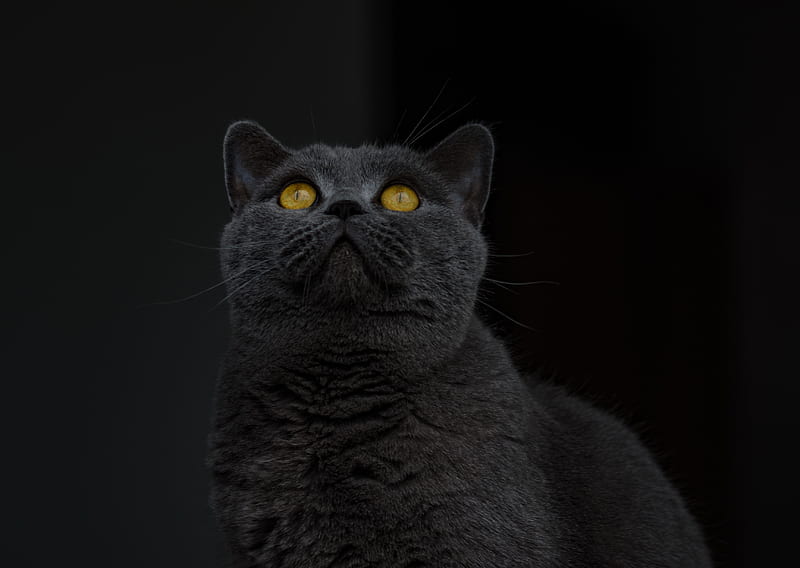 british shorthair, cat, gray, sight, HD wallpaper