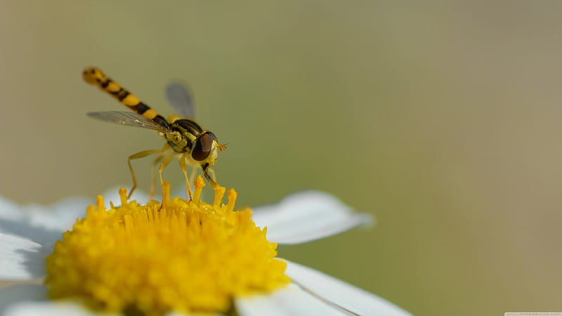 hoverfly, flower, insect, white, HD wallpaper